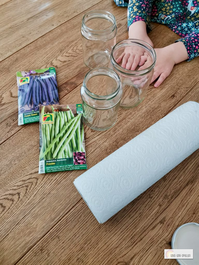 Um das Keimen der Wurzeln sichtbar zu machen, pflanzen wir die Bohnen zuerst in EInmachgläser