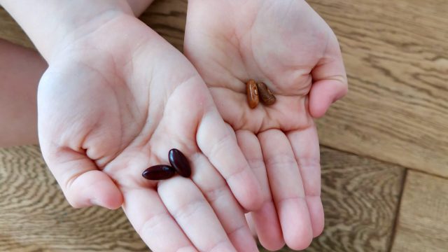 Unser Pflanz – Tagebuch – Vom Keimling zu Bohne