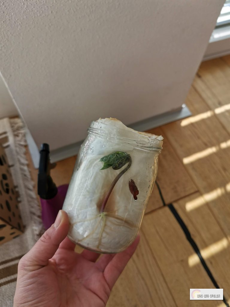 Und schon wachsen Stängel und Blätter