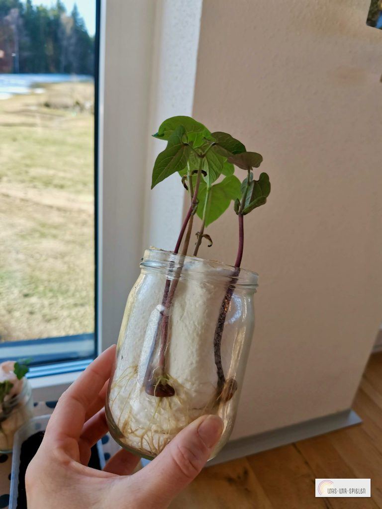 Stolz ragen die Sprösslinge nach oben