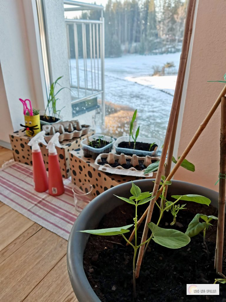 Die ersten Blütenansätze sind sichtbar