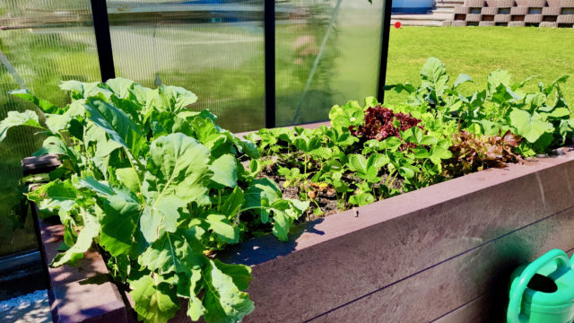 Hochbeet für Kinder – Kleine Gärtner ganz groß