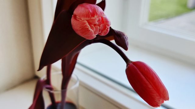 Tulpen färben – ein spannendes Experiment für Kinder