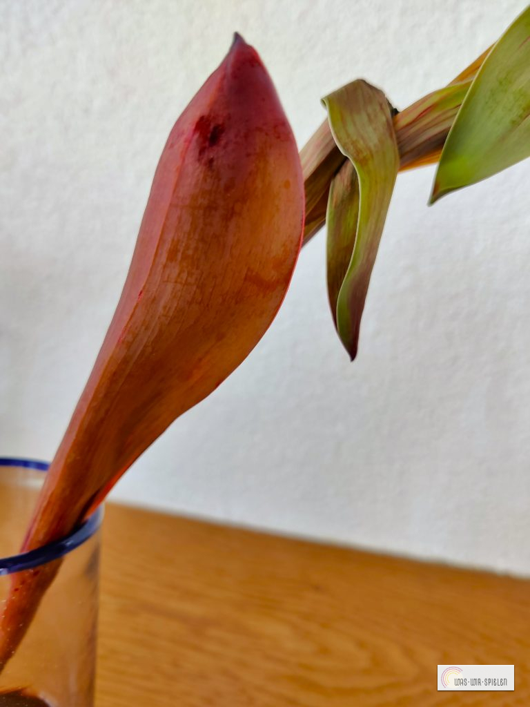 Blätter, Stängel und Blüten färben sich