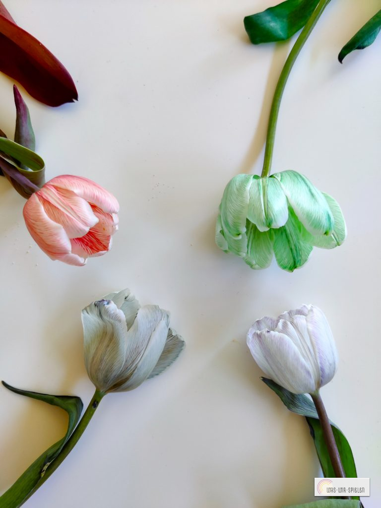 Tulpen färben - experimentieren mit Kindern
