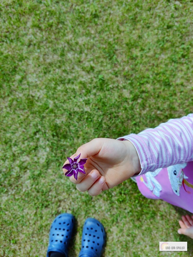 Blumen und Gartengegenstände werden gesucht