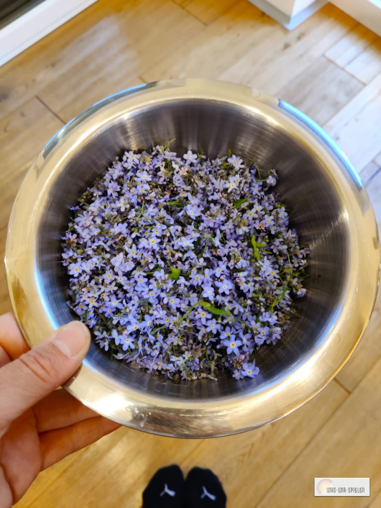 Vergissmeinnicht Blüten