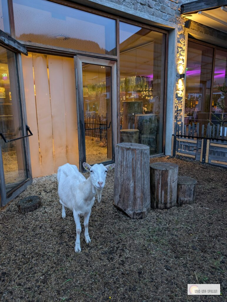 Streichelzoo mit Ziegen und Hasen